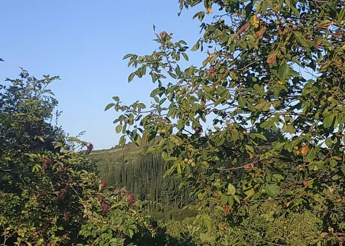 Гостевой дом Elaia 4*